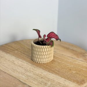 cache pot split sable