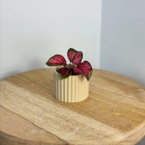 dublin cache pot sable