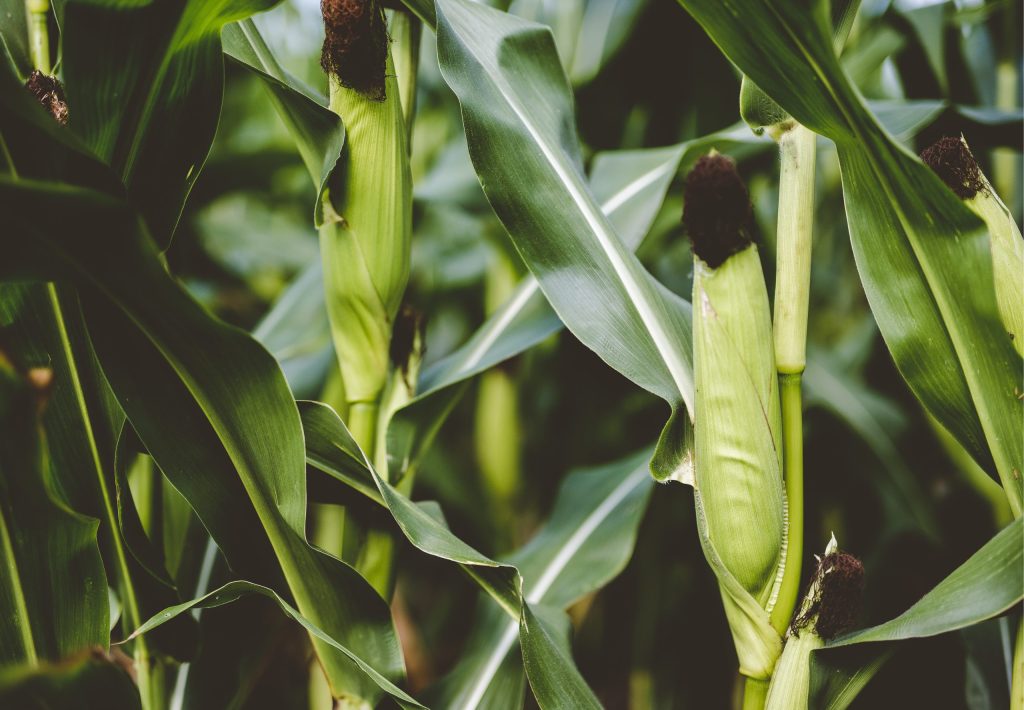 maïs pla cl atelier